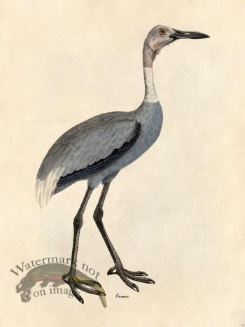 Crane - Tribute Bd 25